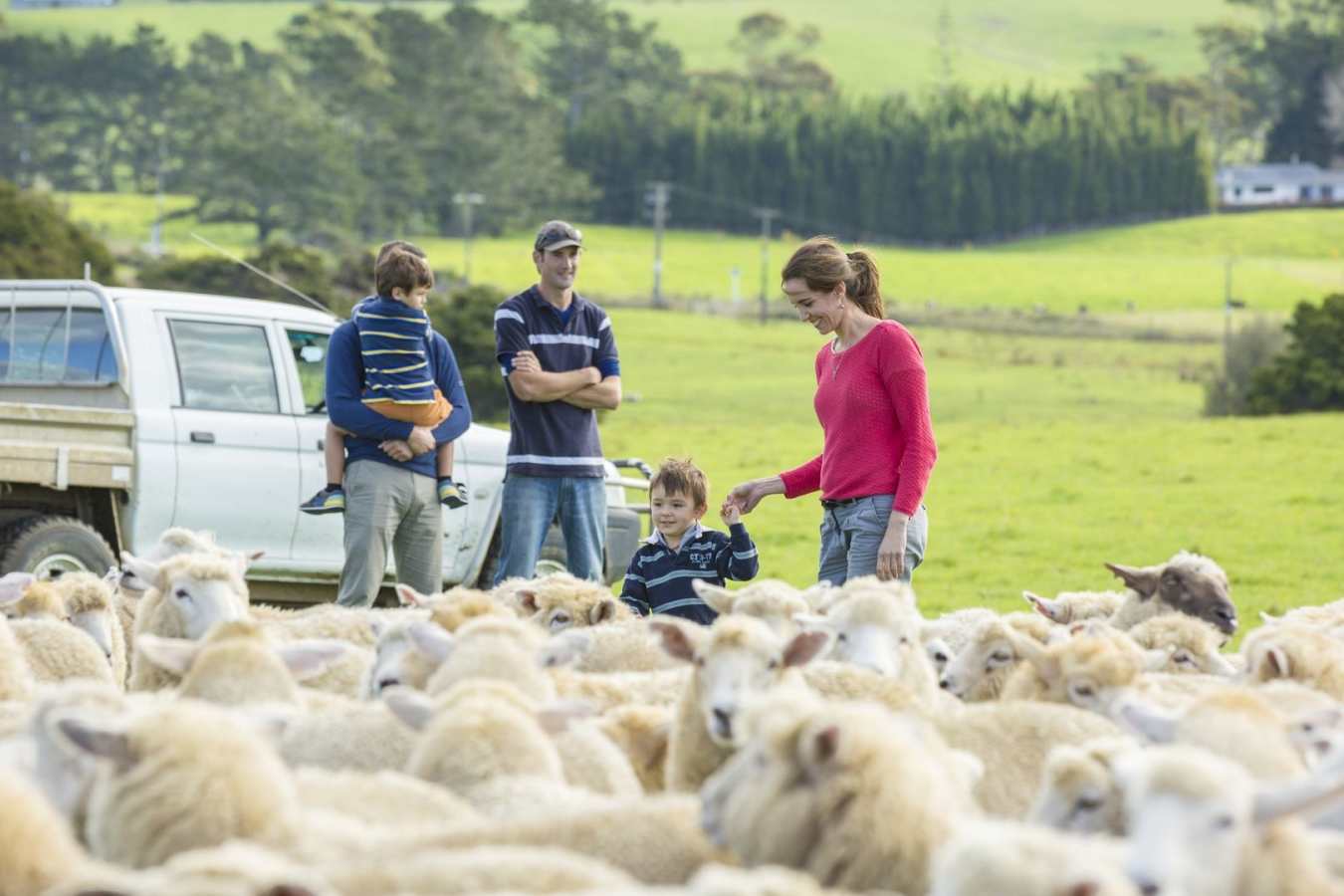 Sheep Farm - Kauri Cliffs