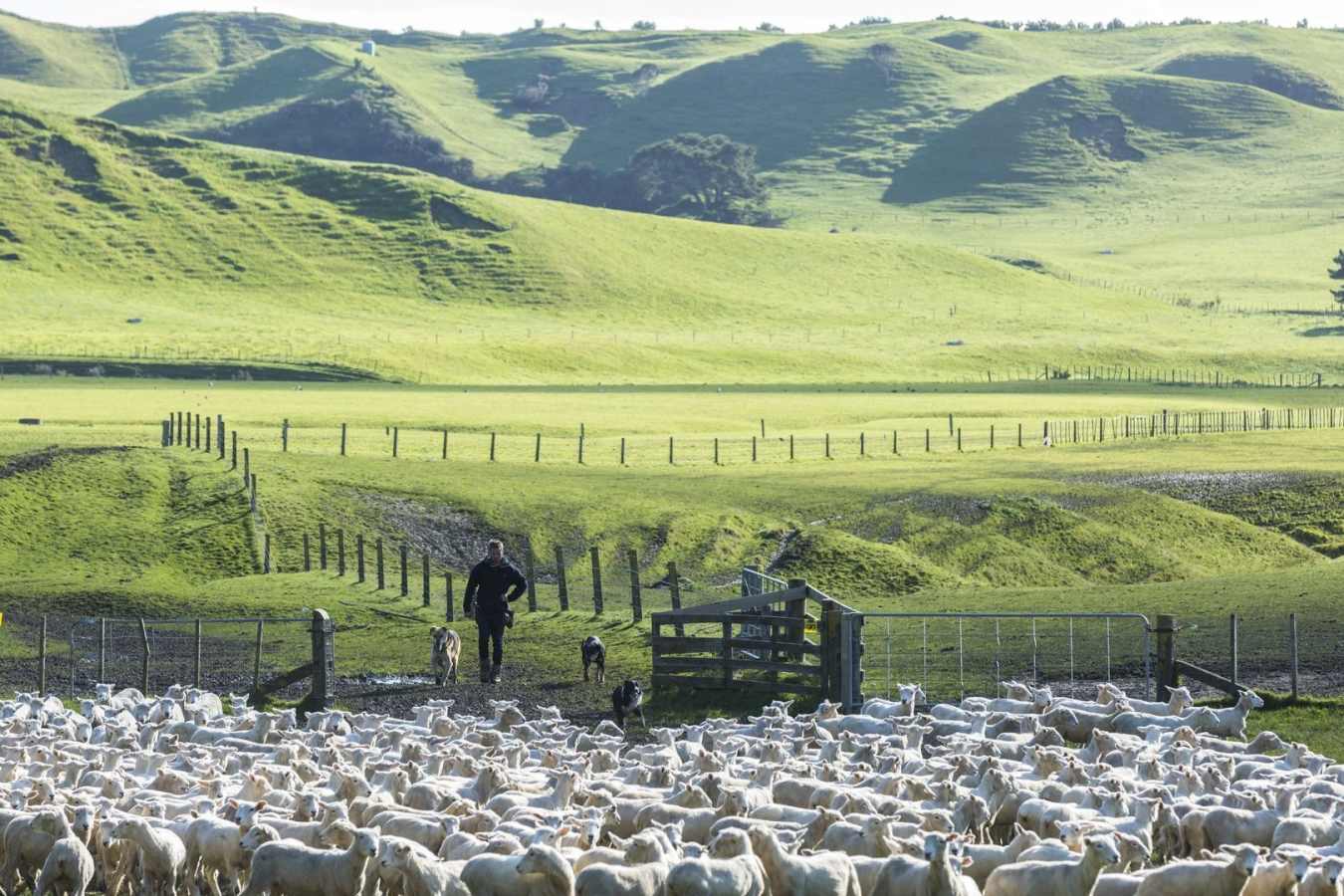 Sheep Farm - The Farm at Cape Kidnappers