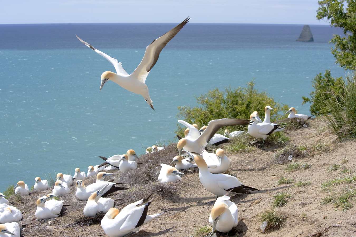 Gannet Colony - The Farm at Cape Kidnappers
