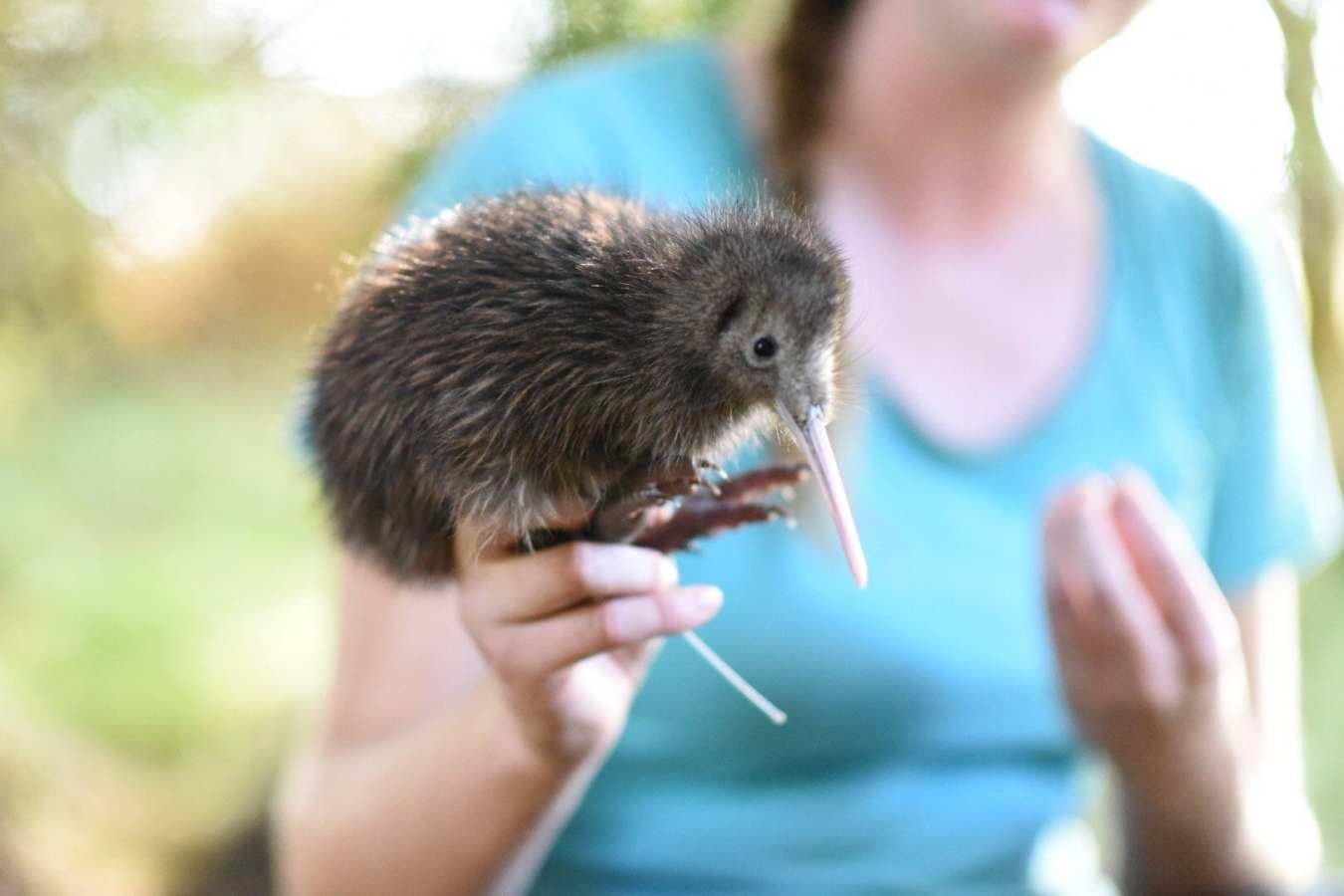 Kiwi Discovery Walk - The Farm at Cape Kidnappers
