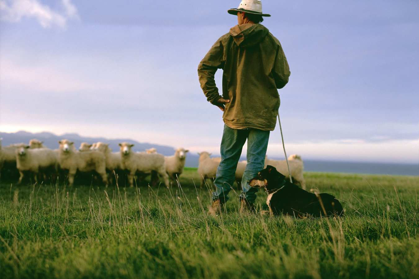 Life on the Farm - Wharekauhau