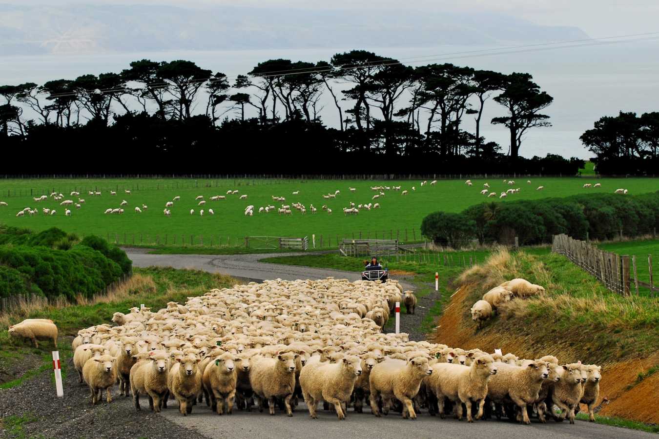 Sheep Mustering - Wharekauhau