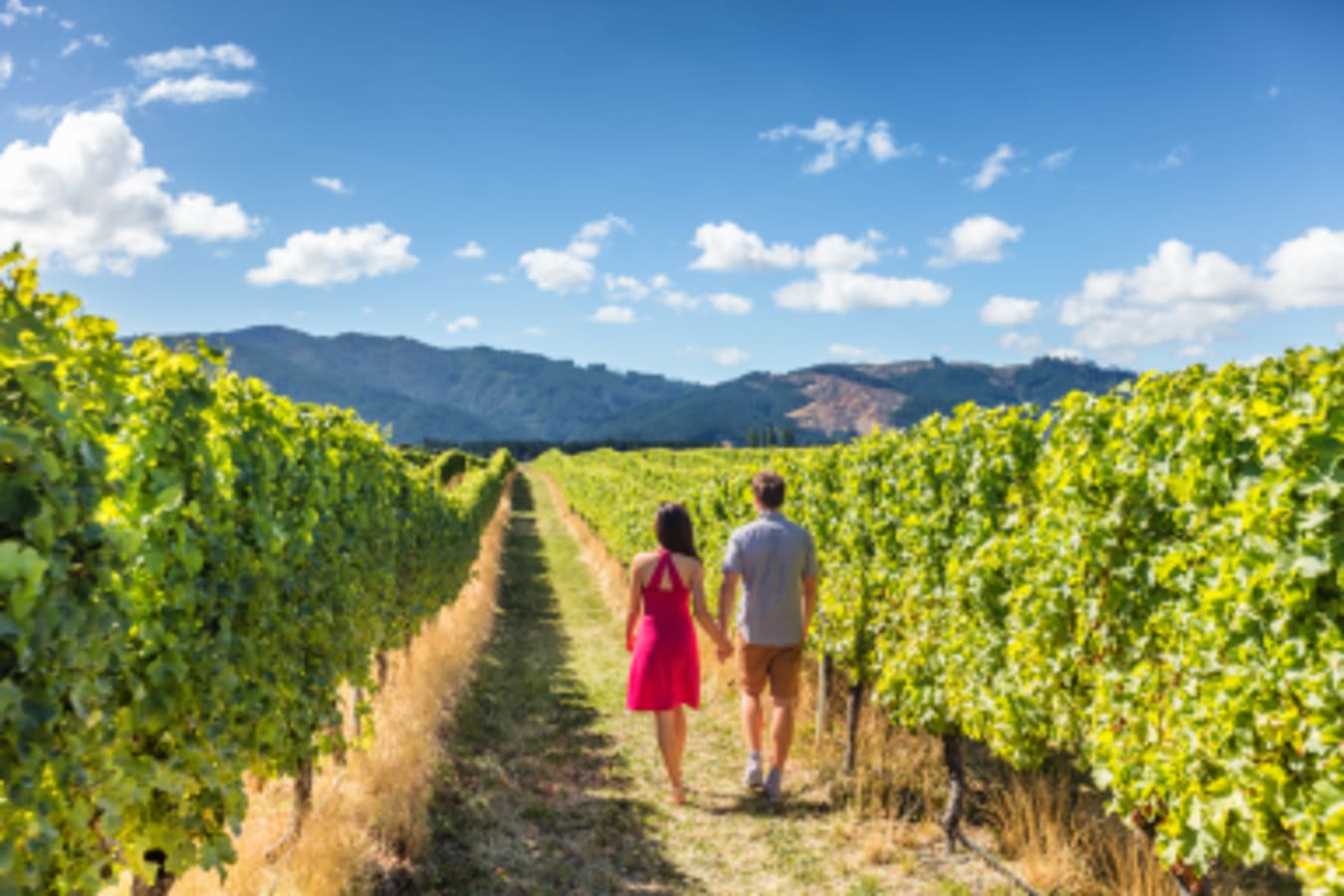 New Zealand Vinyard