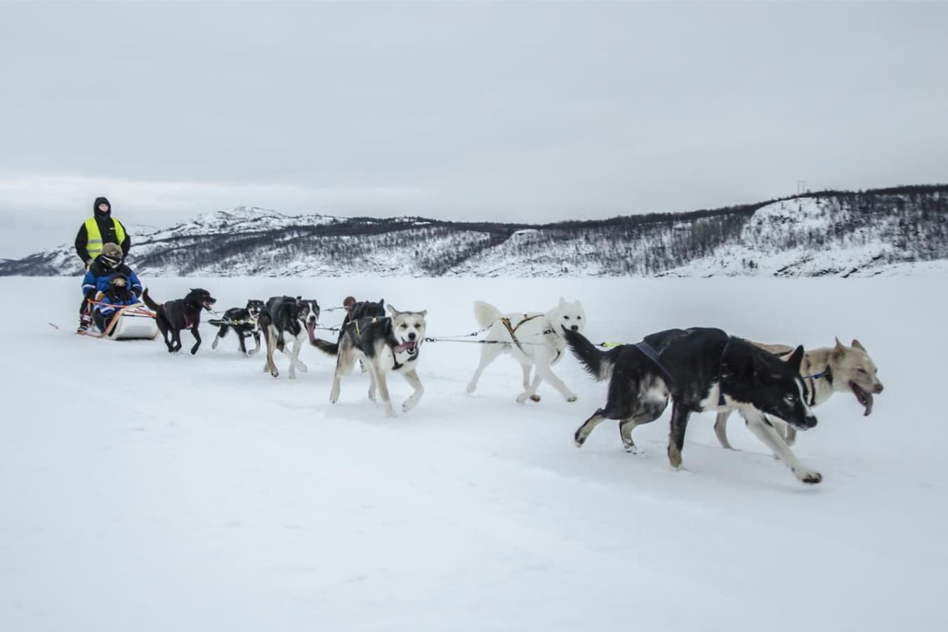Dog sledding - Kirkenes Snow Hotel