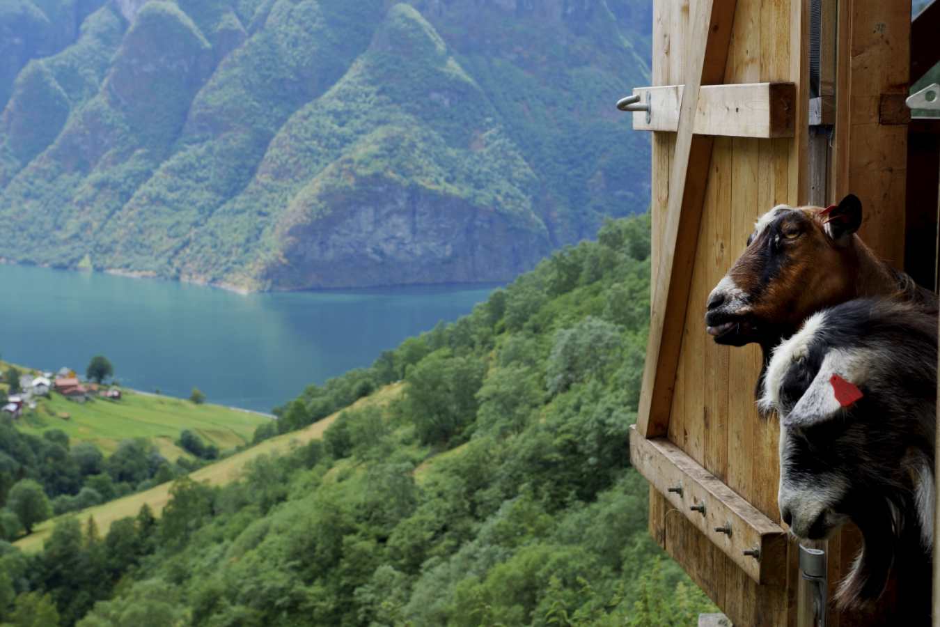 Aurland goats