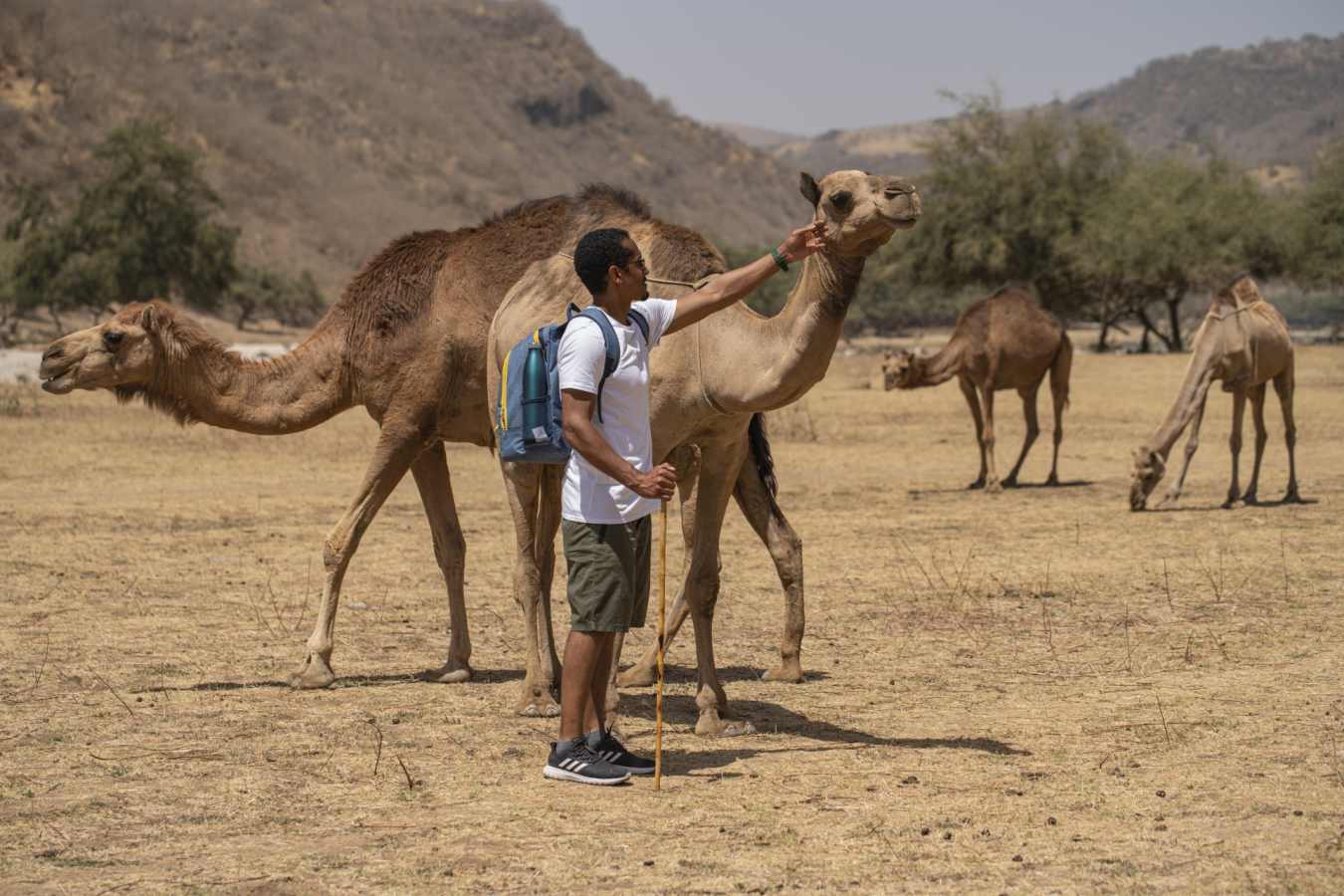 Camel-Experience