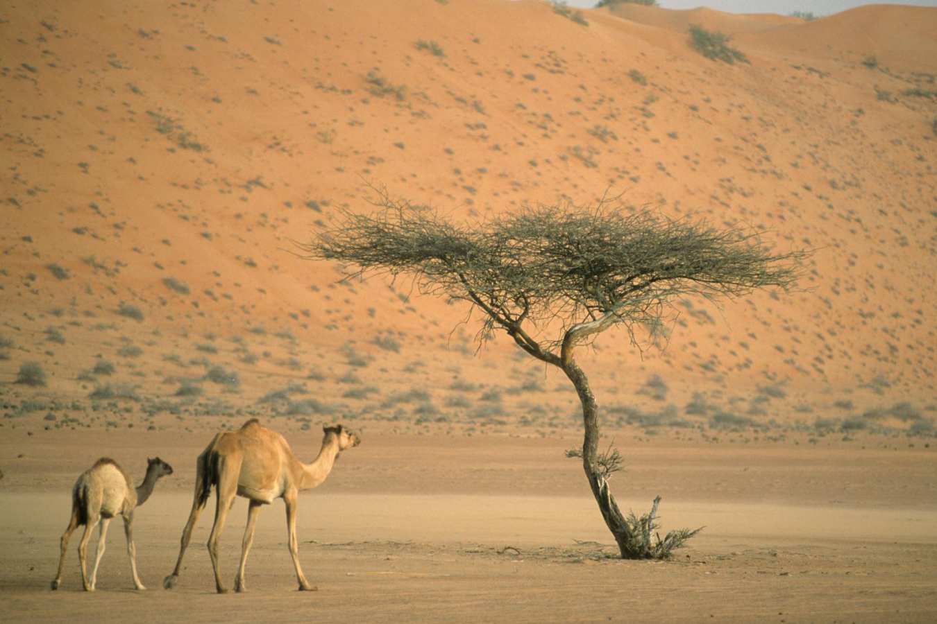 Camels - Desert Nights Camp