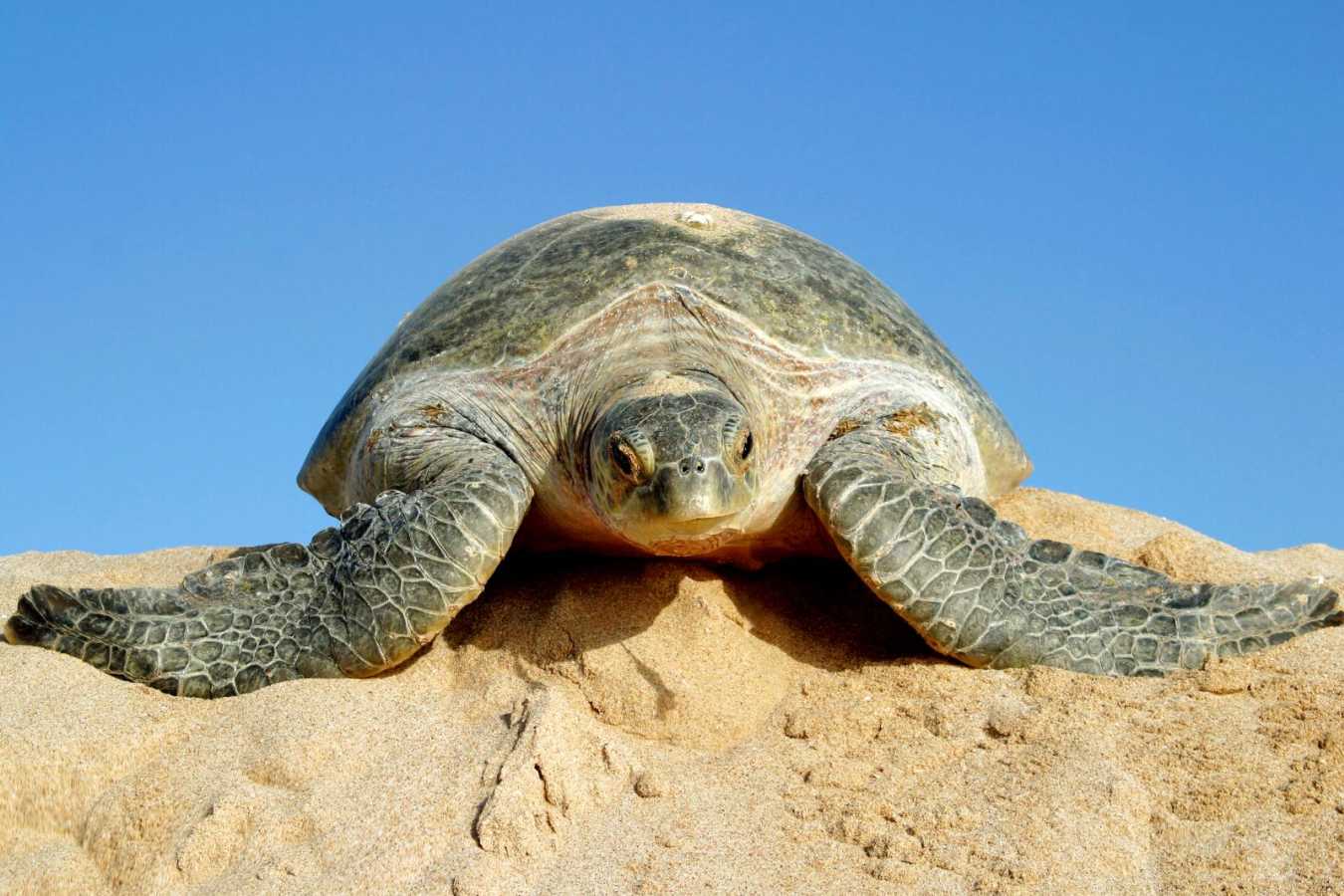 Turtle - Ras al Jinz Turtle Reserve
