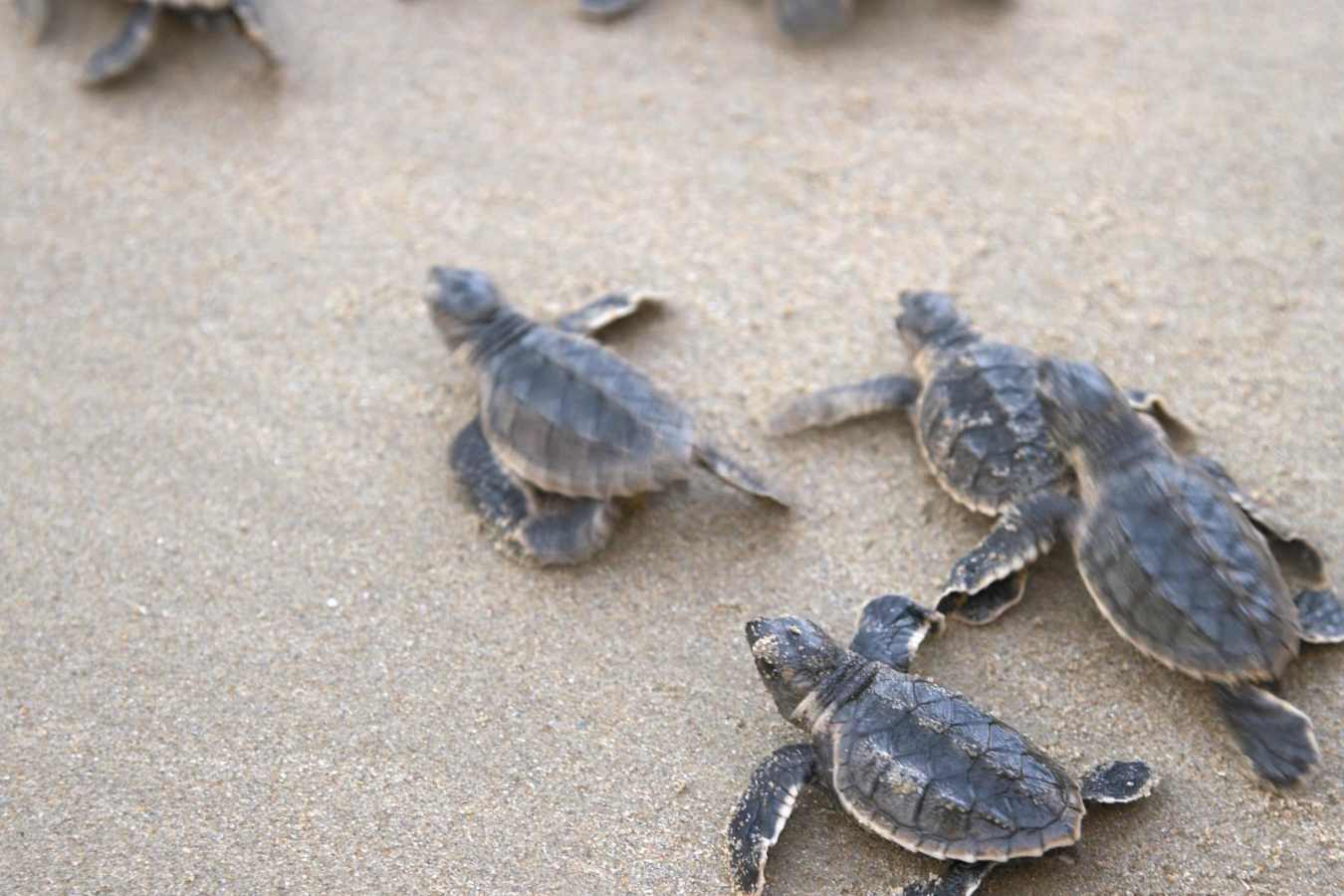 Turtles - Shangri La Barr al Jissah Resort and Spa