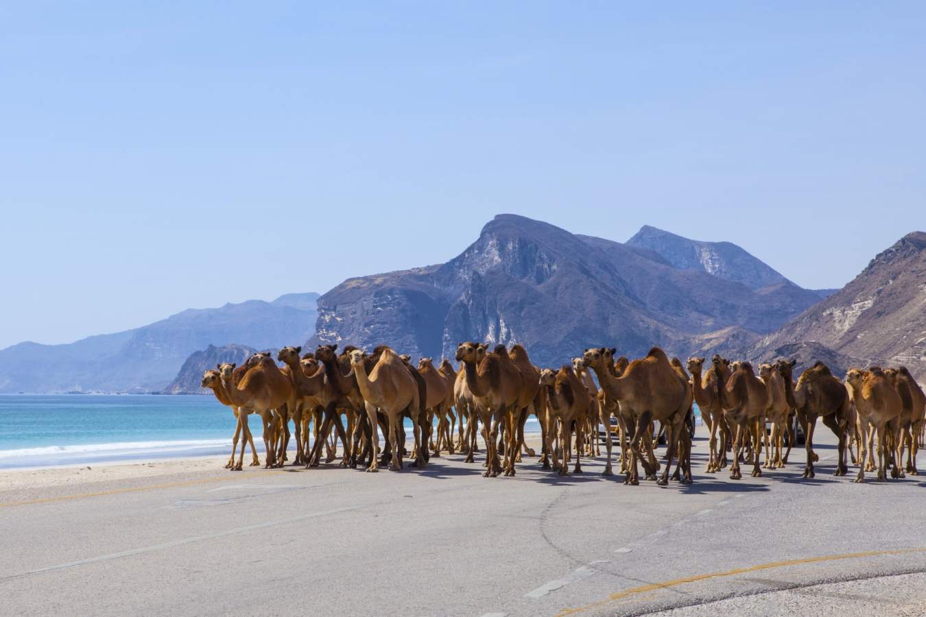 Camels on the Beach - A Honeymoon to Oman and the Maldives