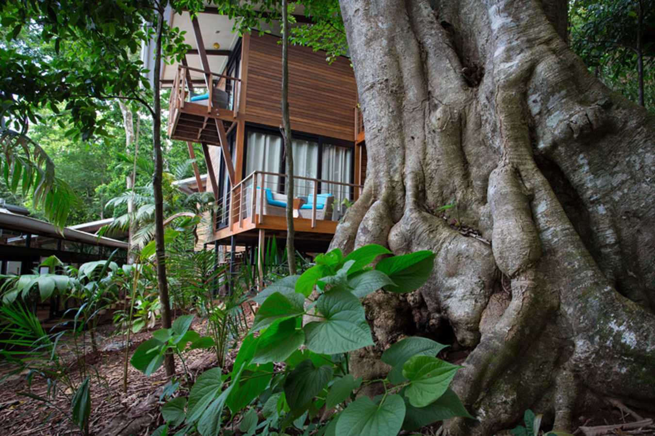 Amongst the trees - Isla Palenque