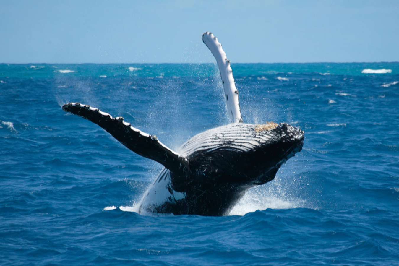 Humpback whale - Isla Palenque