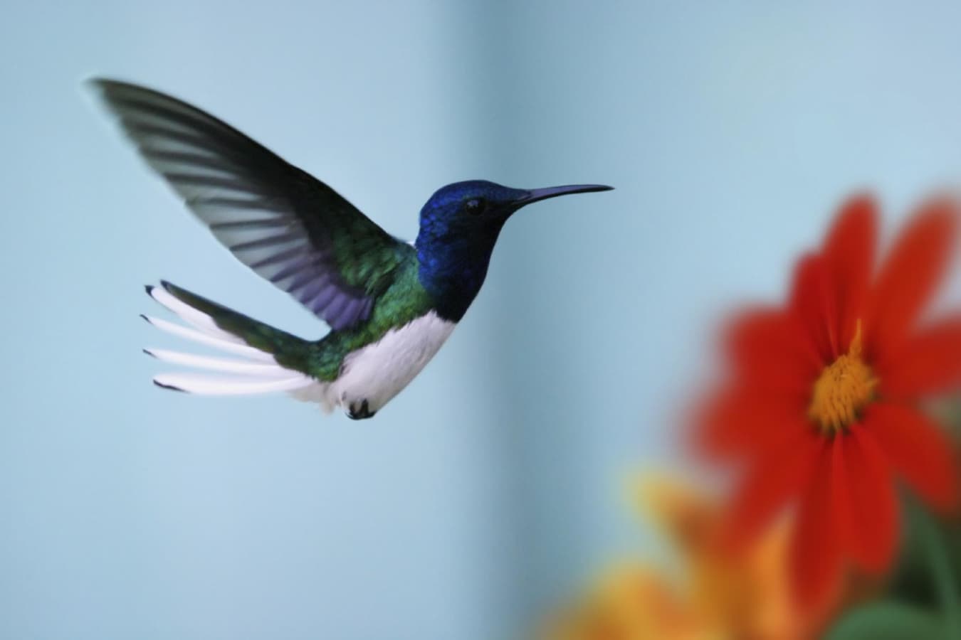 Wildlife of Panama