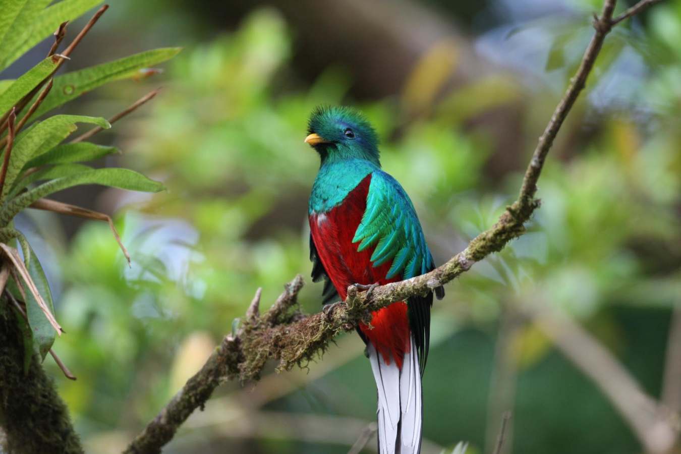Quetzal