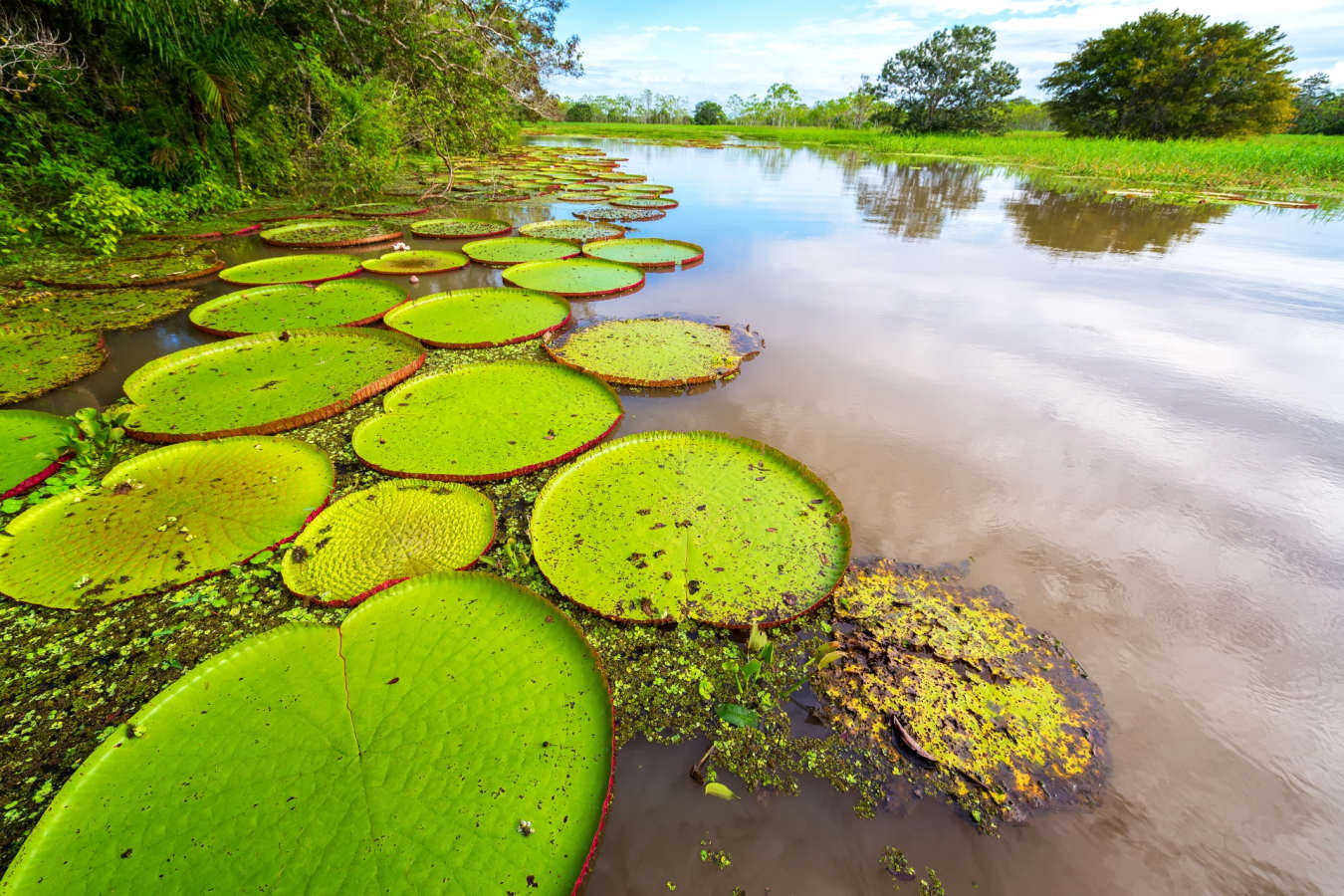 Giant lily pads
