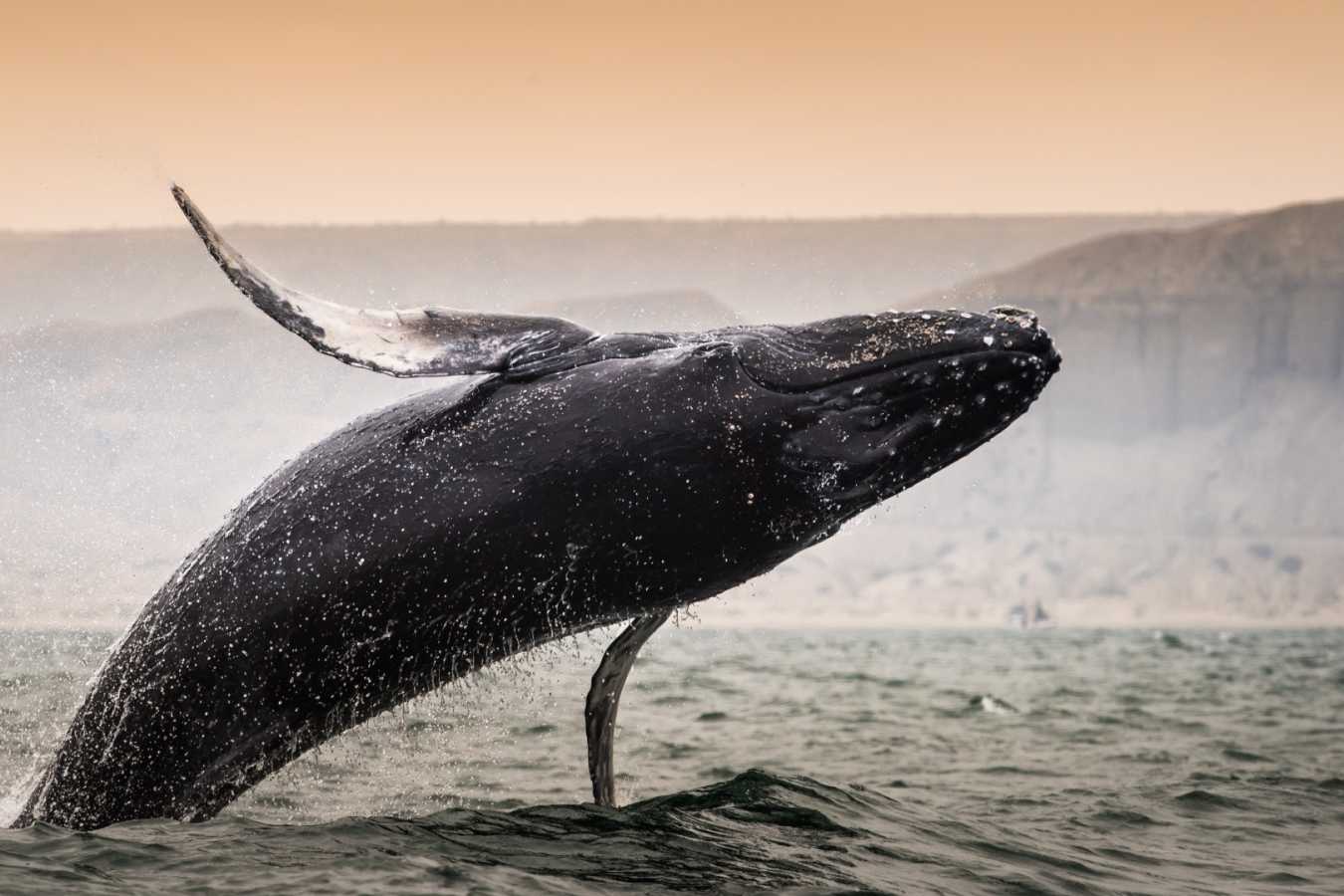 Whale watching Mancora - Arennas Mancora