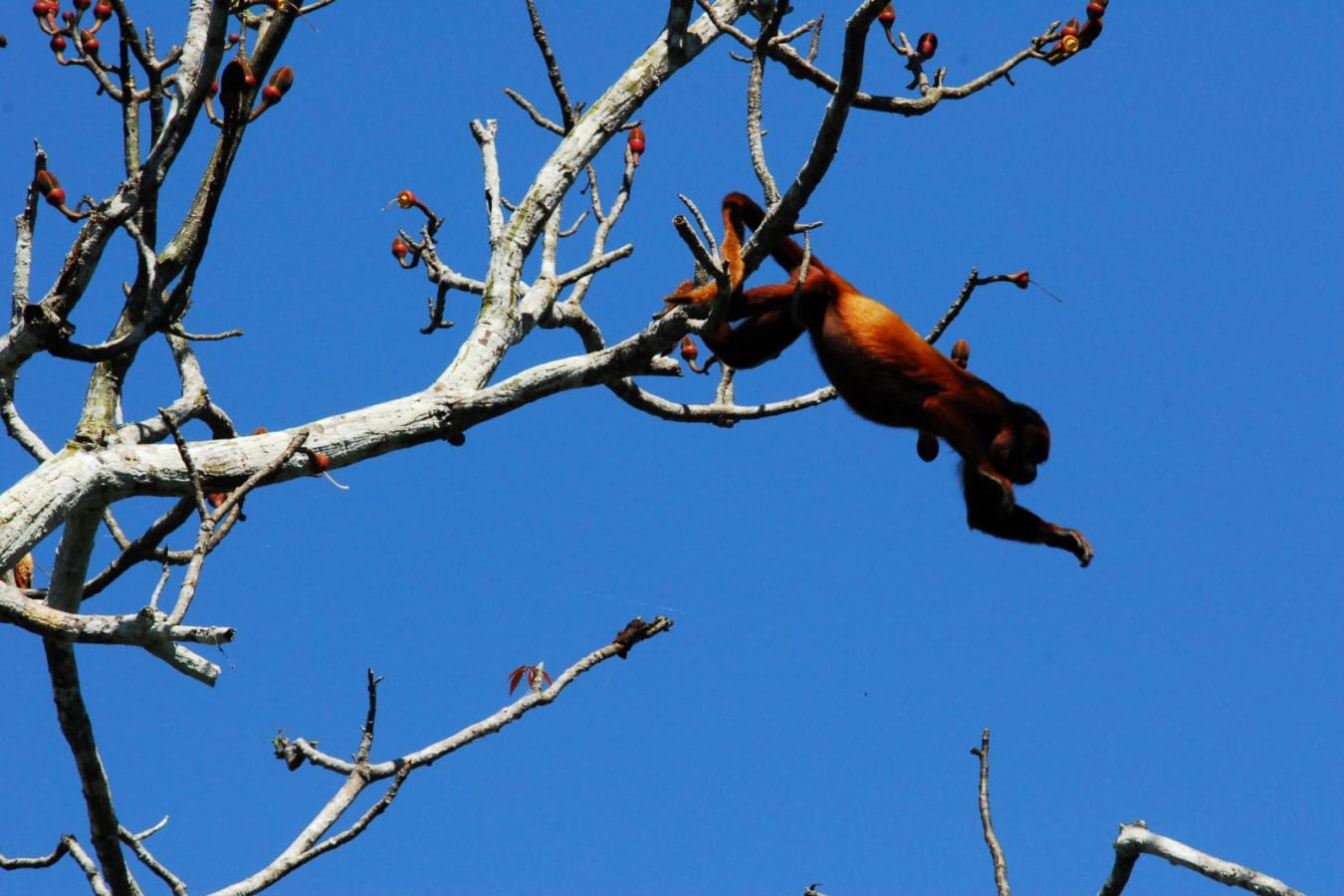 Howler Monkey - Aria Amazon