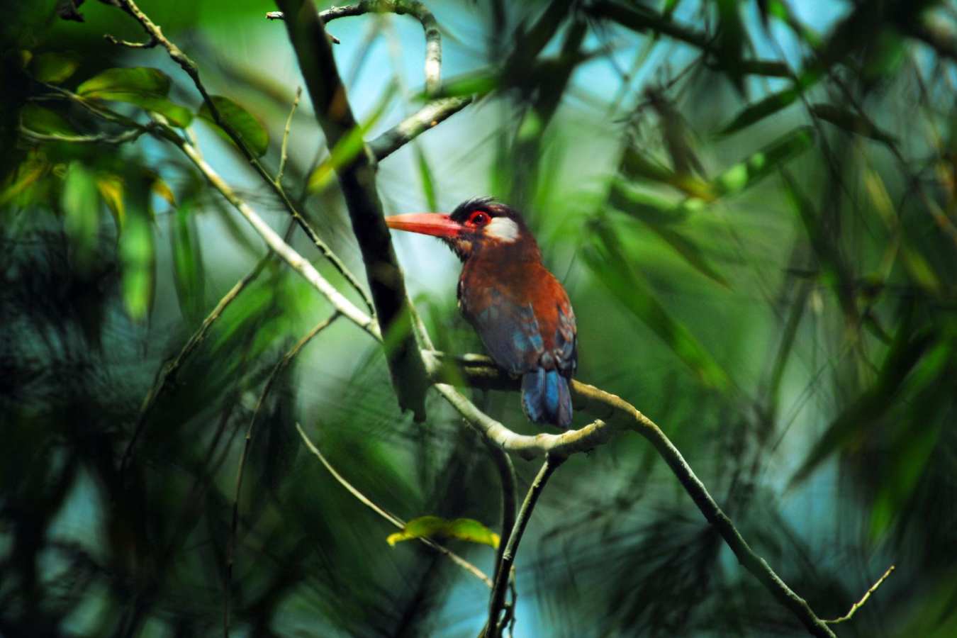 Woodcreeper - Aria Amazon