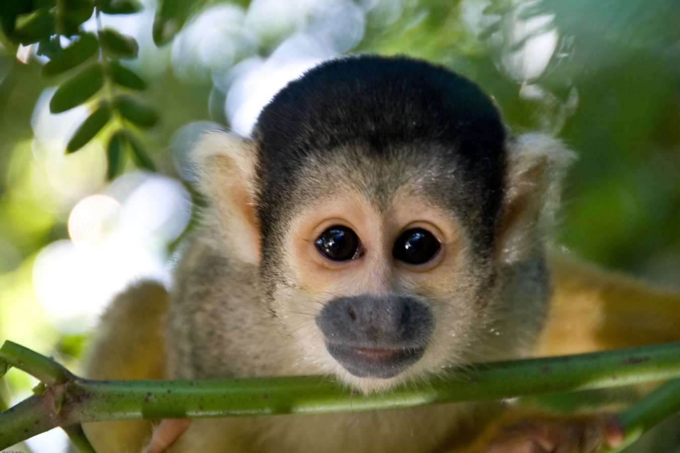Squirrel Monkey - Delfin III