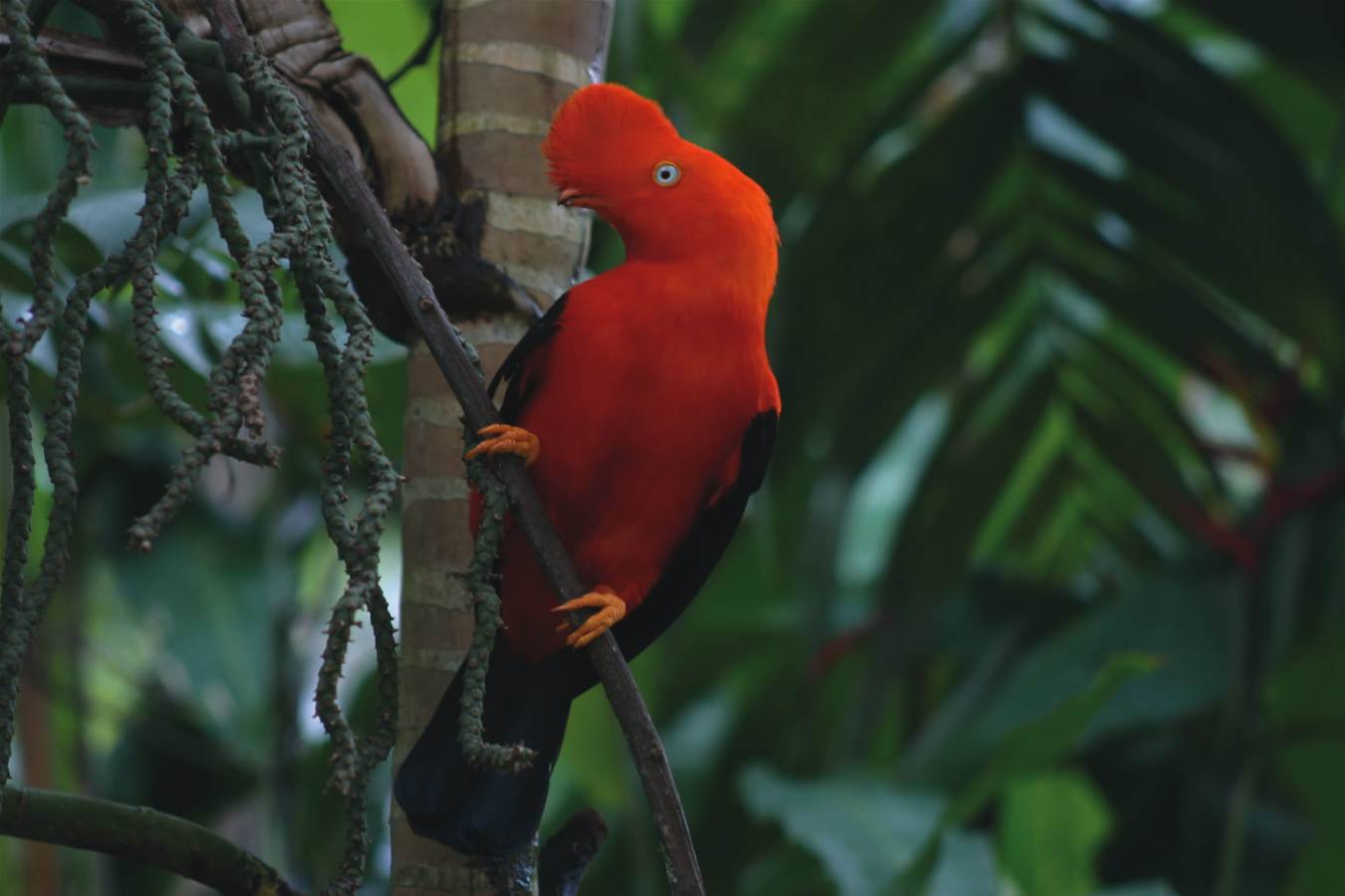Jungle birdlife - Inkaterra Machu Picchu 