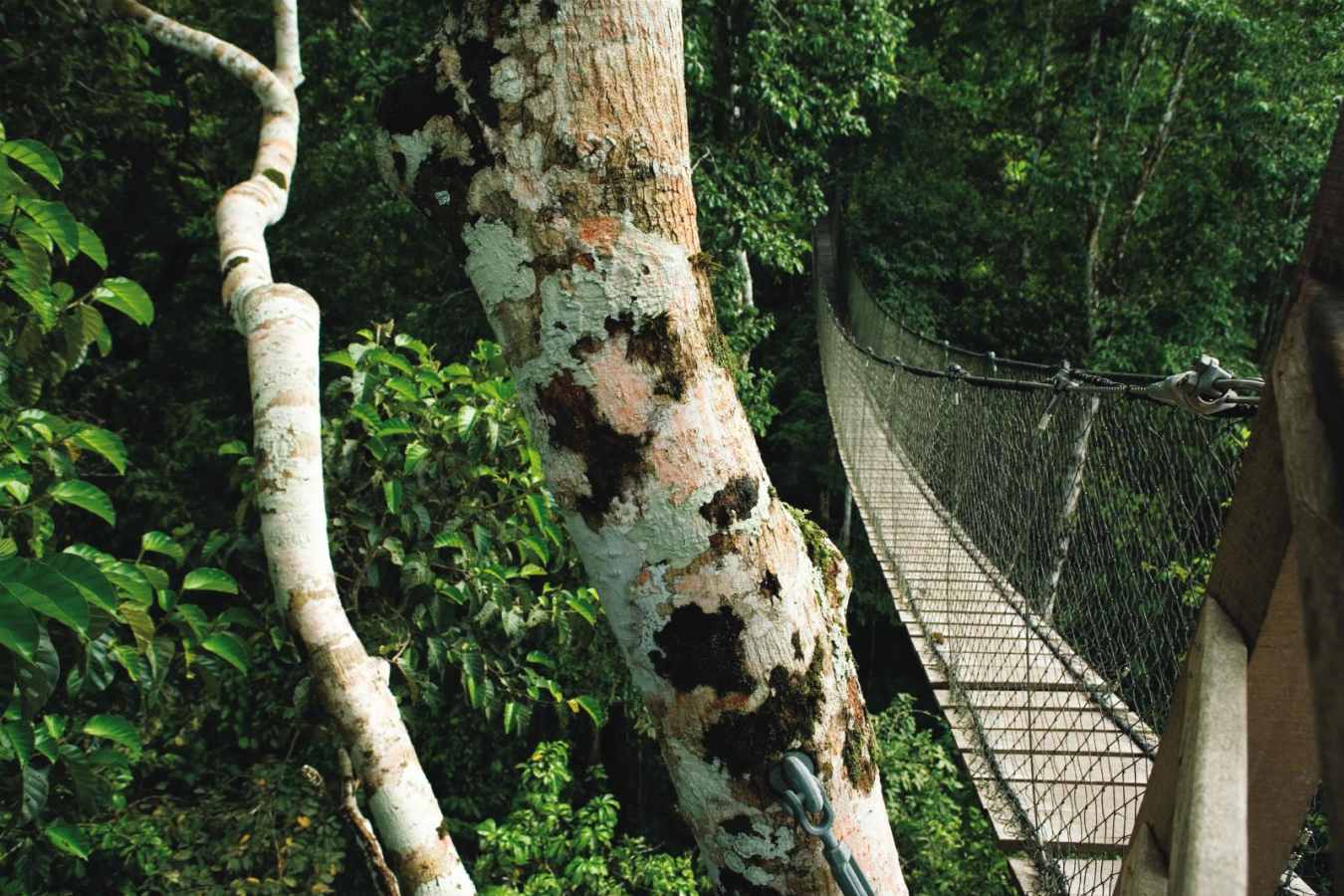 Canopy Walkway - Reserva Amazonica