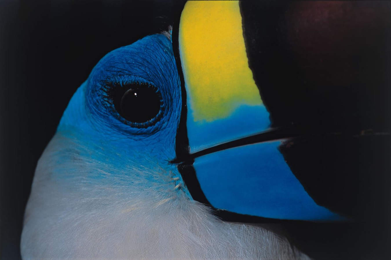 Great Wildlife Viewing - Reserva Amazonica