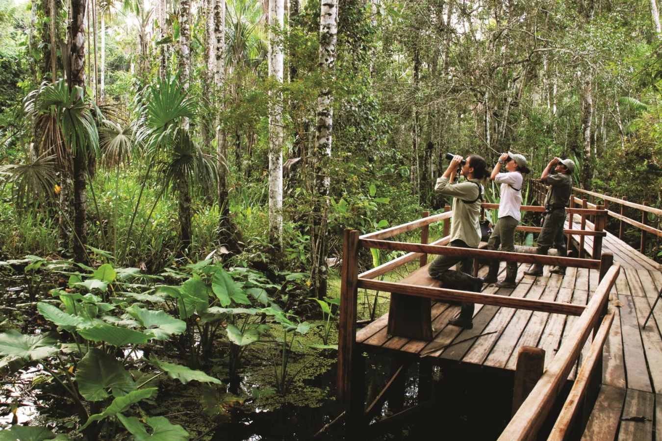 Viewing platform - Reserva Amazonica