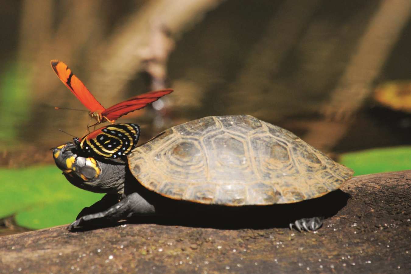 Terrapin and butterflies - Reserva Amazonica