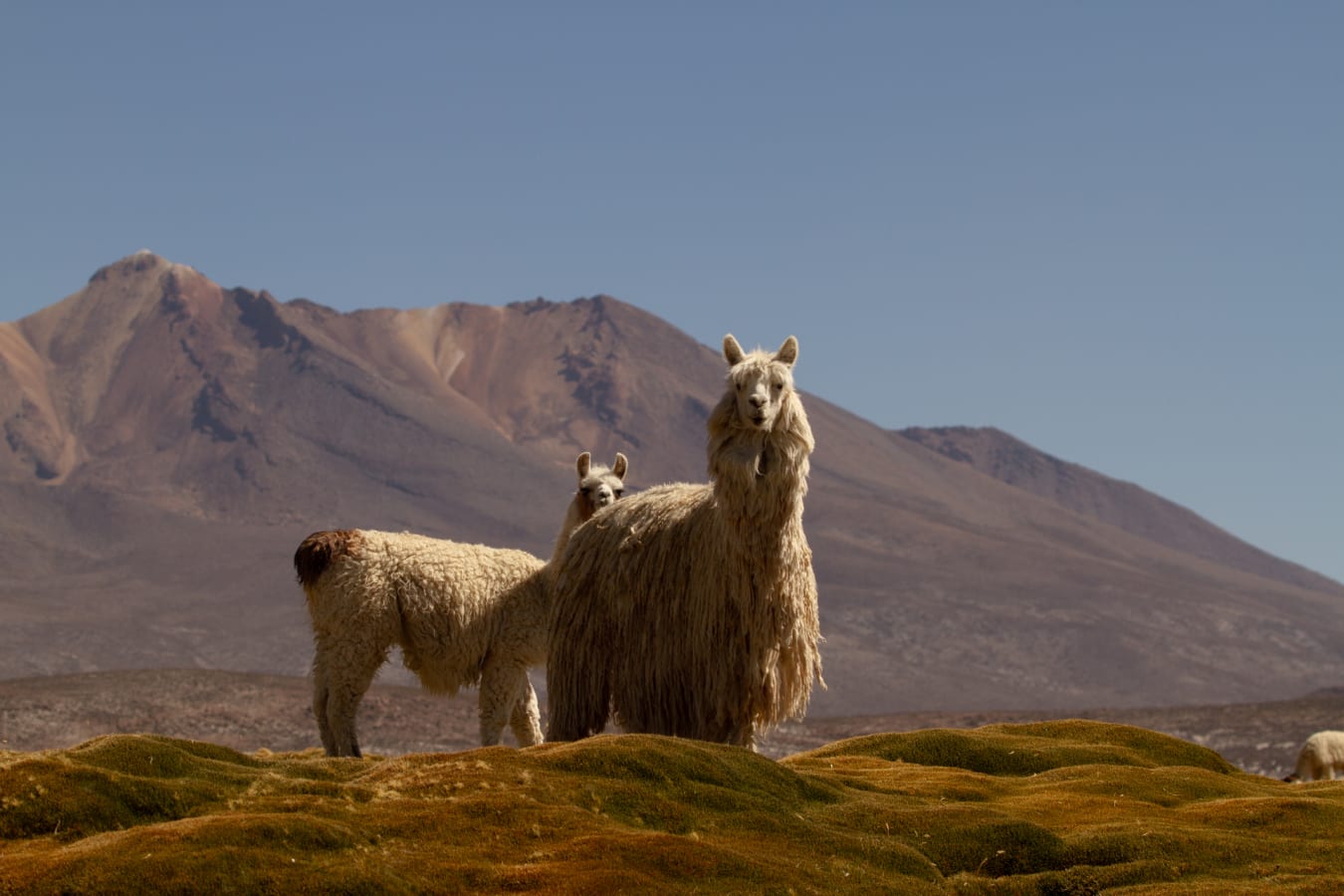 Wildlife