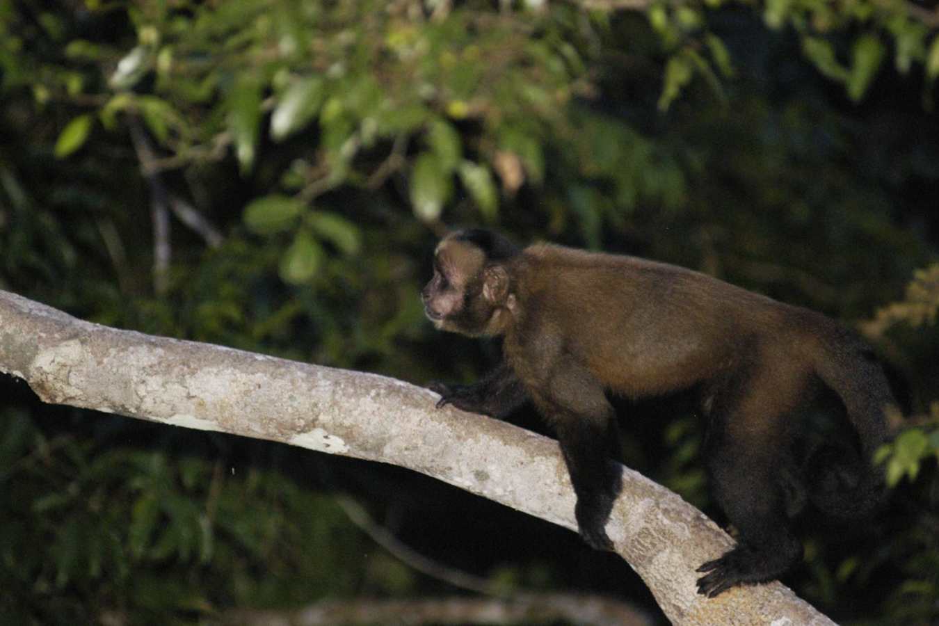 Brown Capuchin - Refugio Amazonas