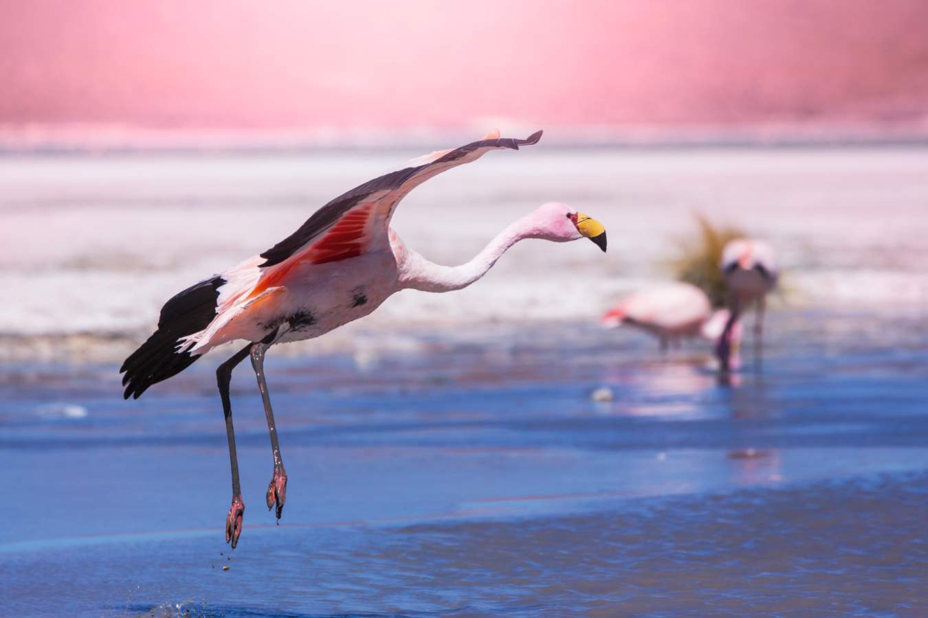Flamingos near the salt flats