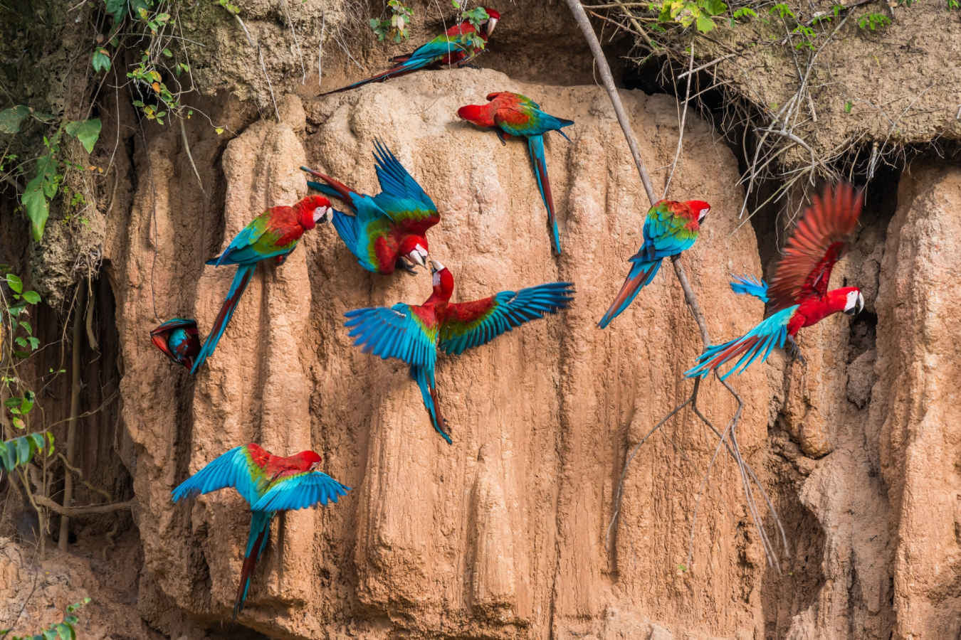 Parrot clay lick