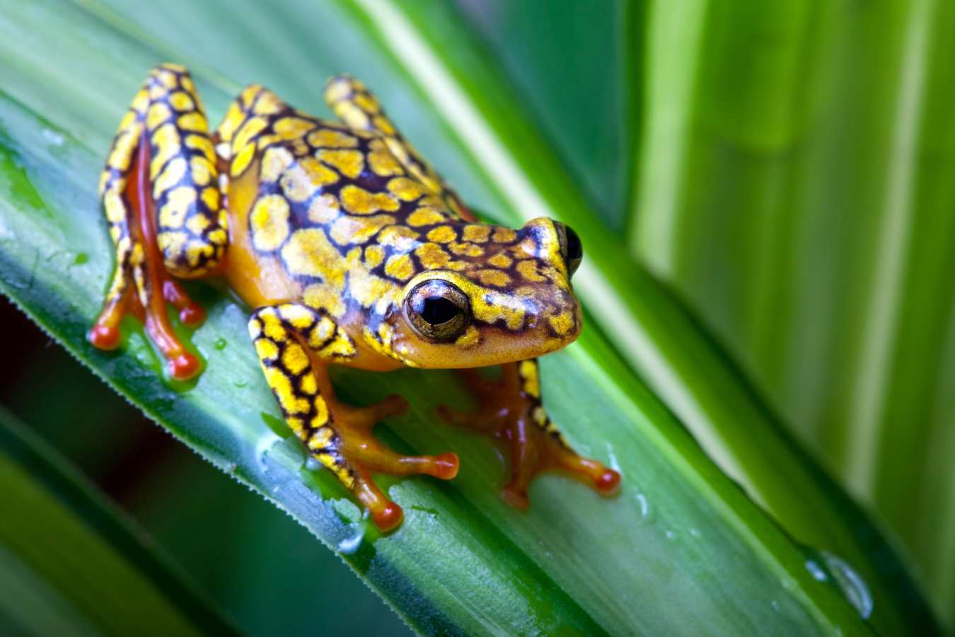 Amazon wildlife