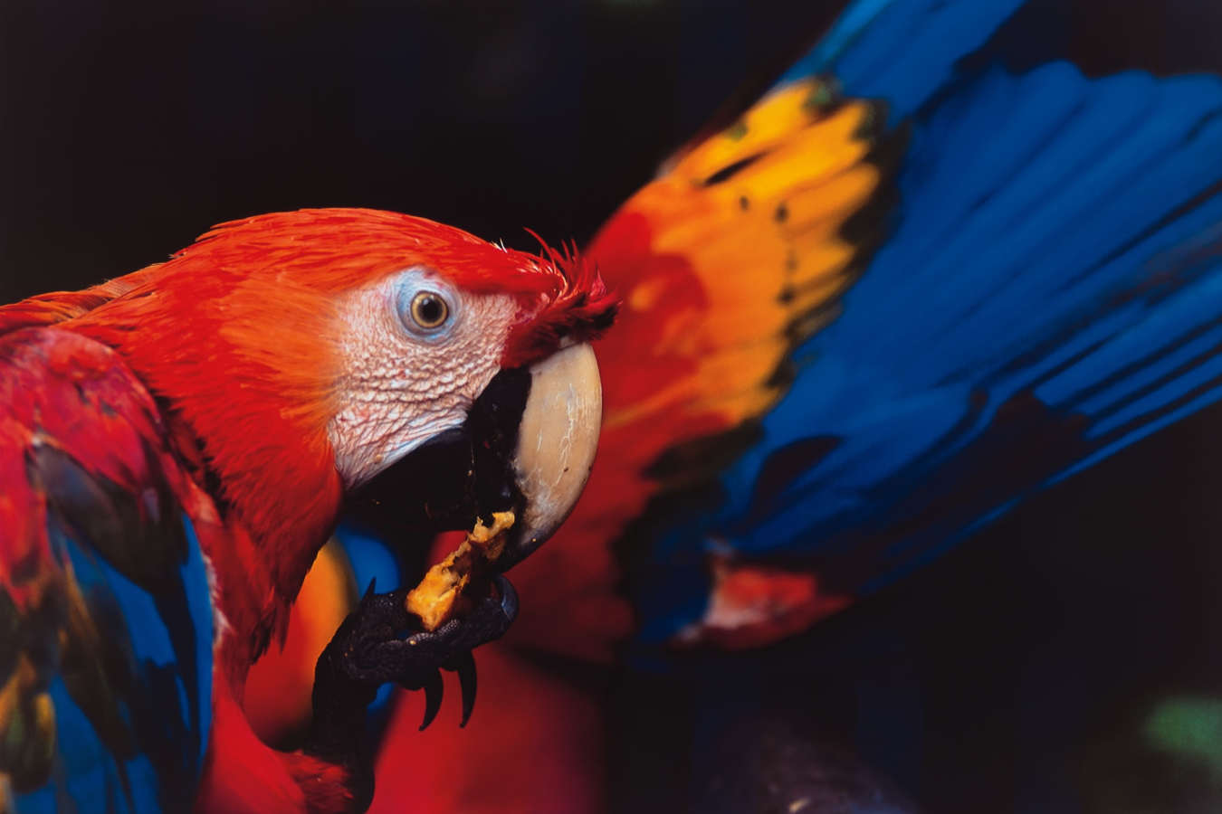 Parrot