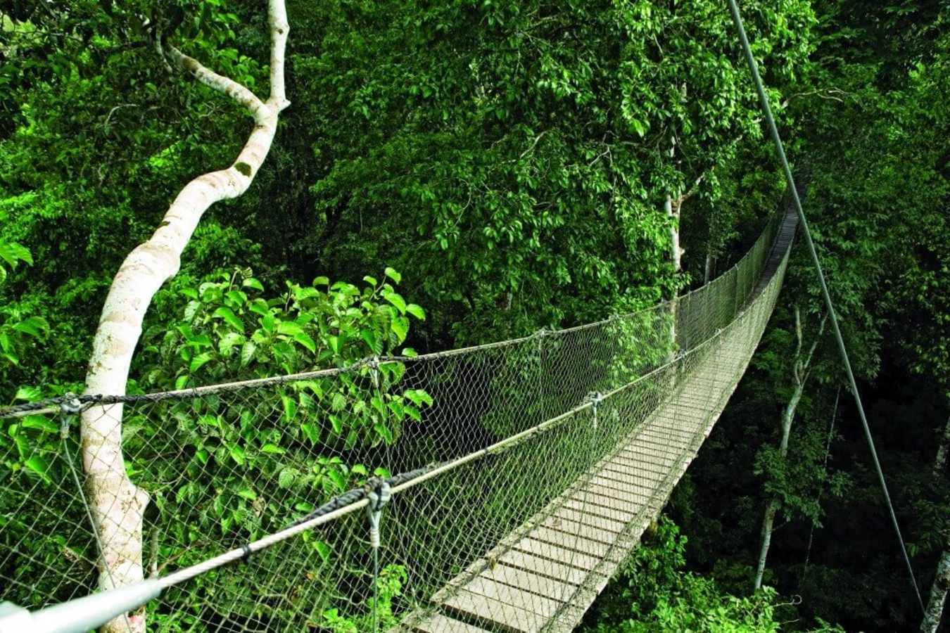 Amazon canopy walks