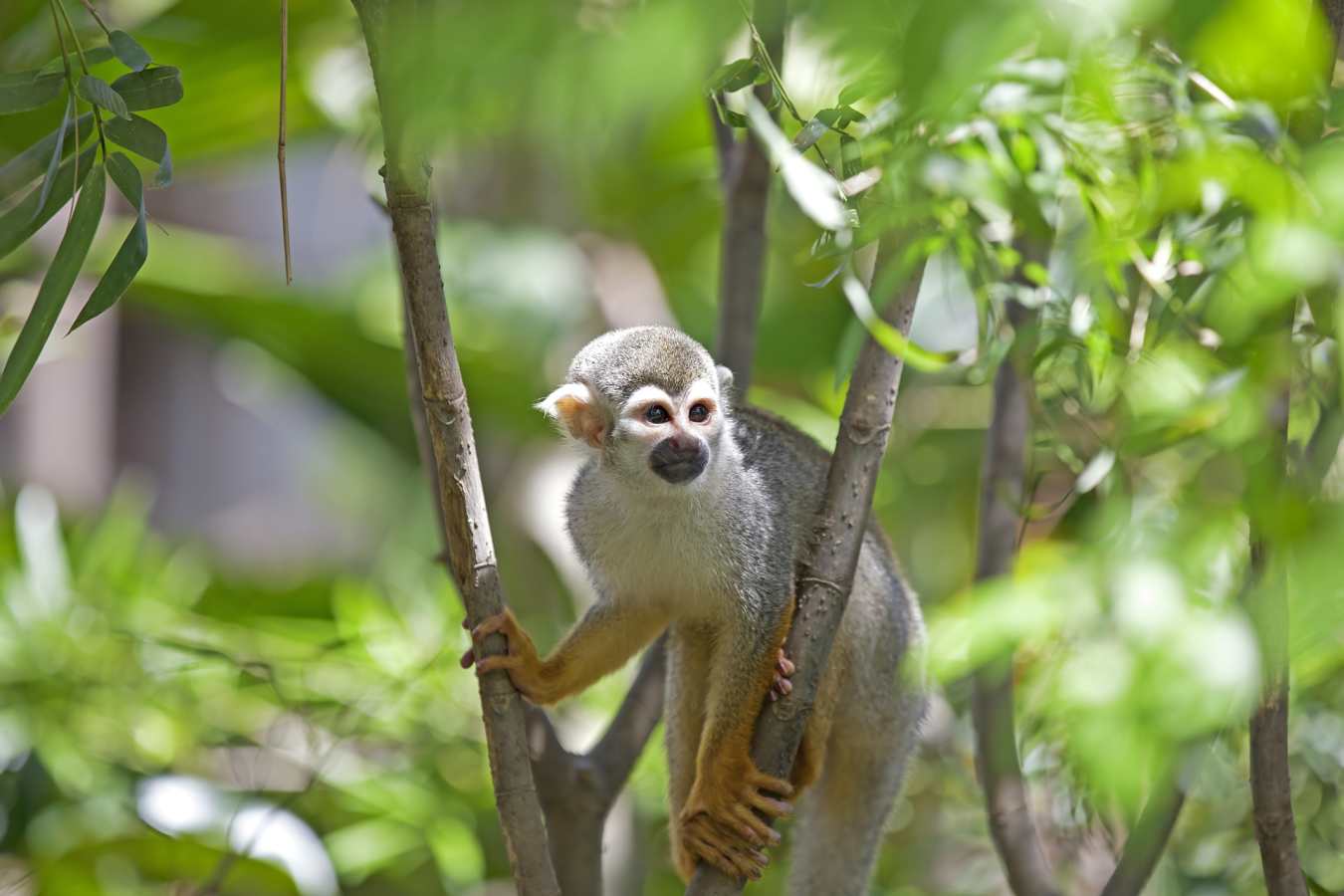 Wildlife - Ultimate Peru