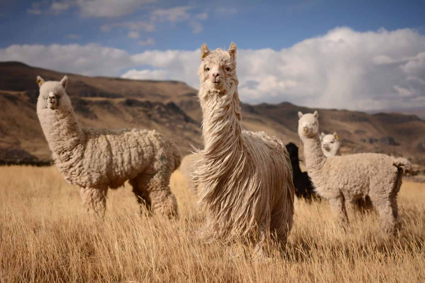 Llamas - Ultimate Peru