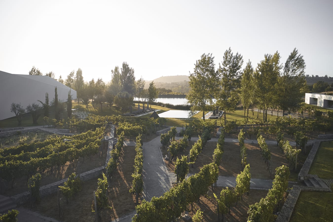 Vineyards