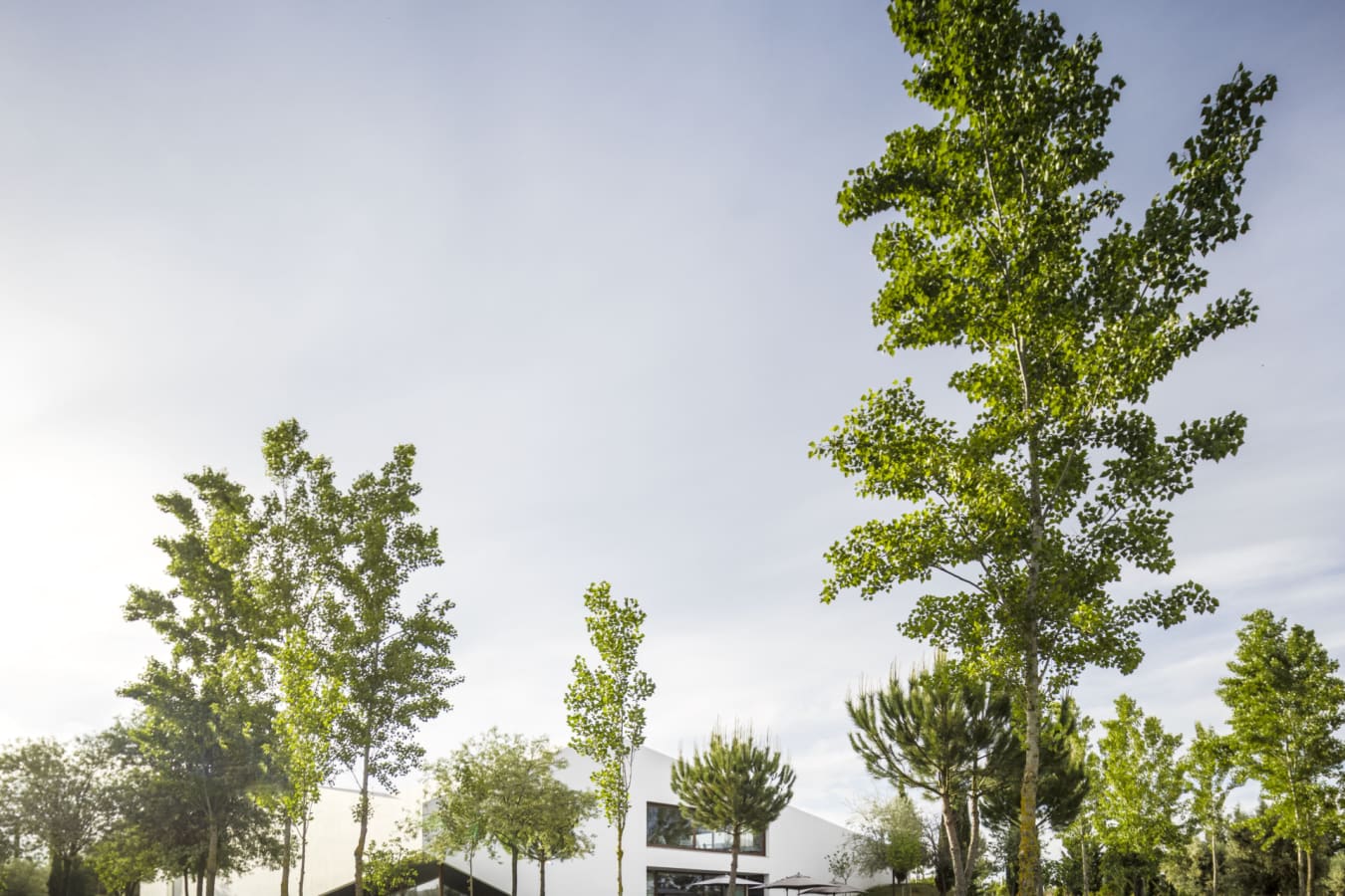 Garden and Main Area