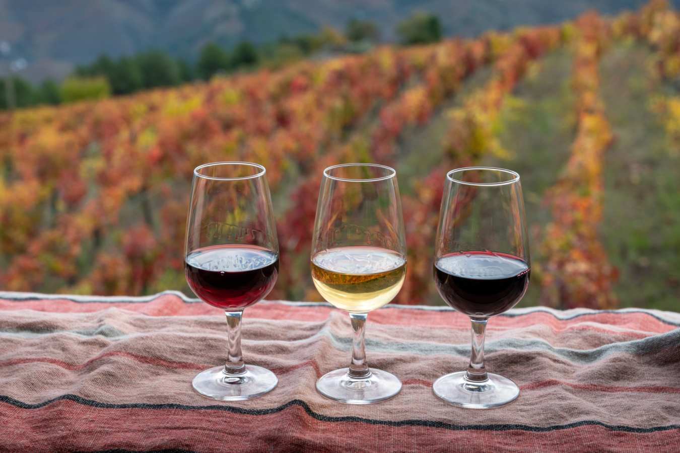 Port in the Douro Valley