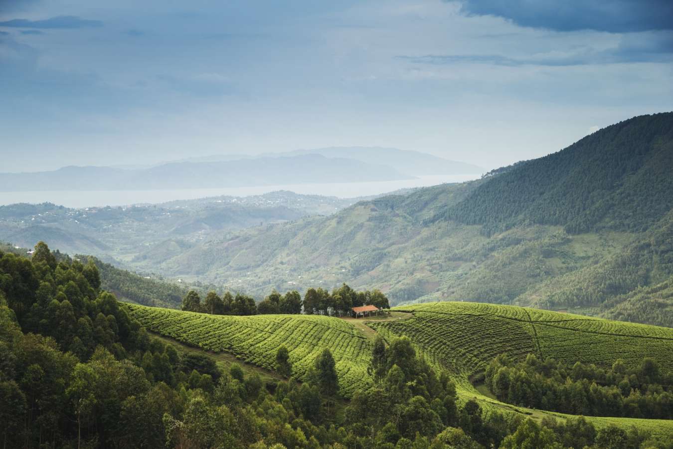 Forest scenery - Nyungwe House