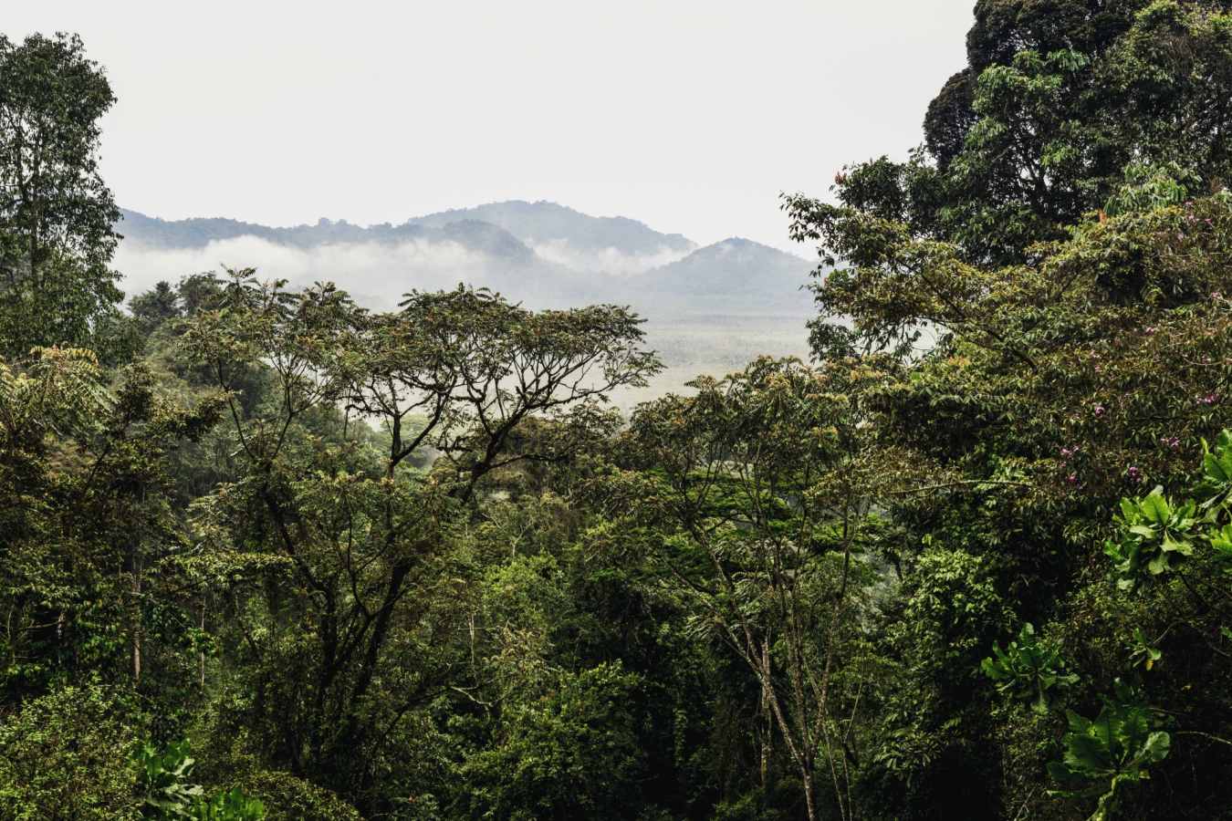 Forest - Nyungwe House