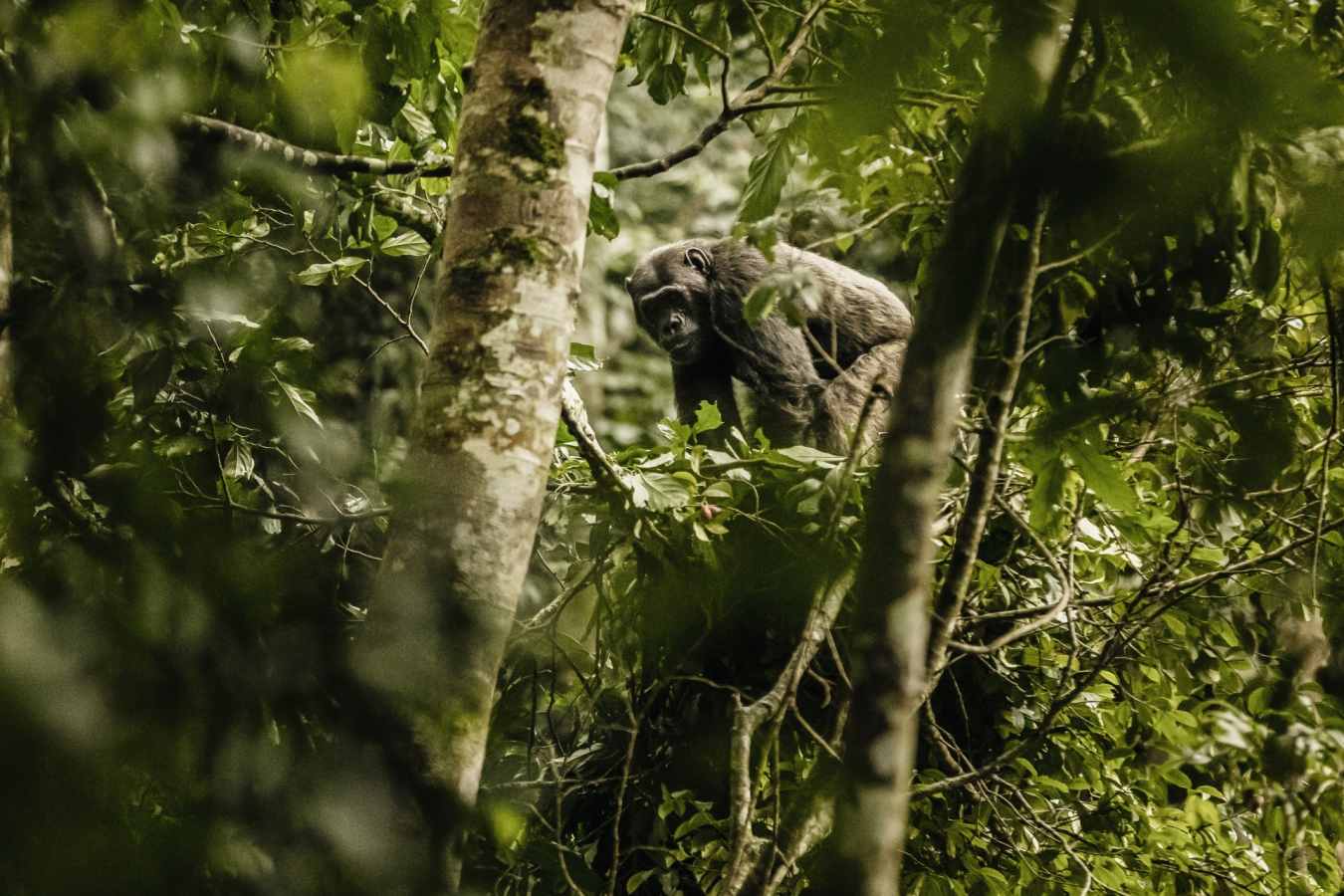 Chimp Trekking - Nyungwe House
