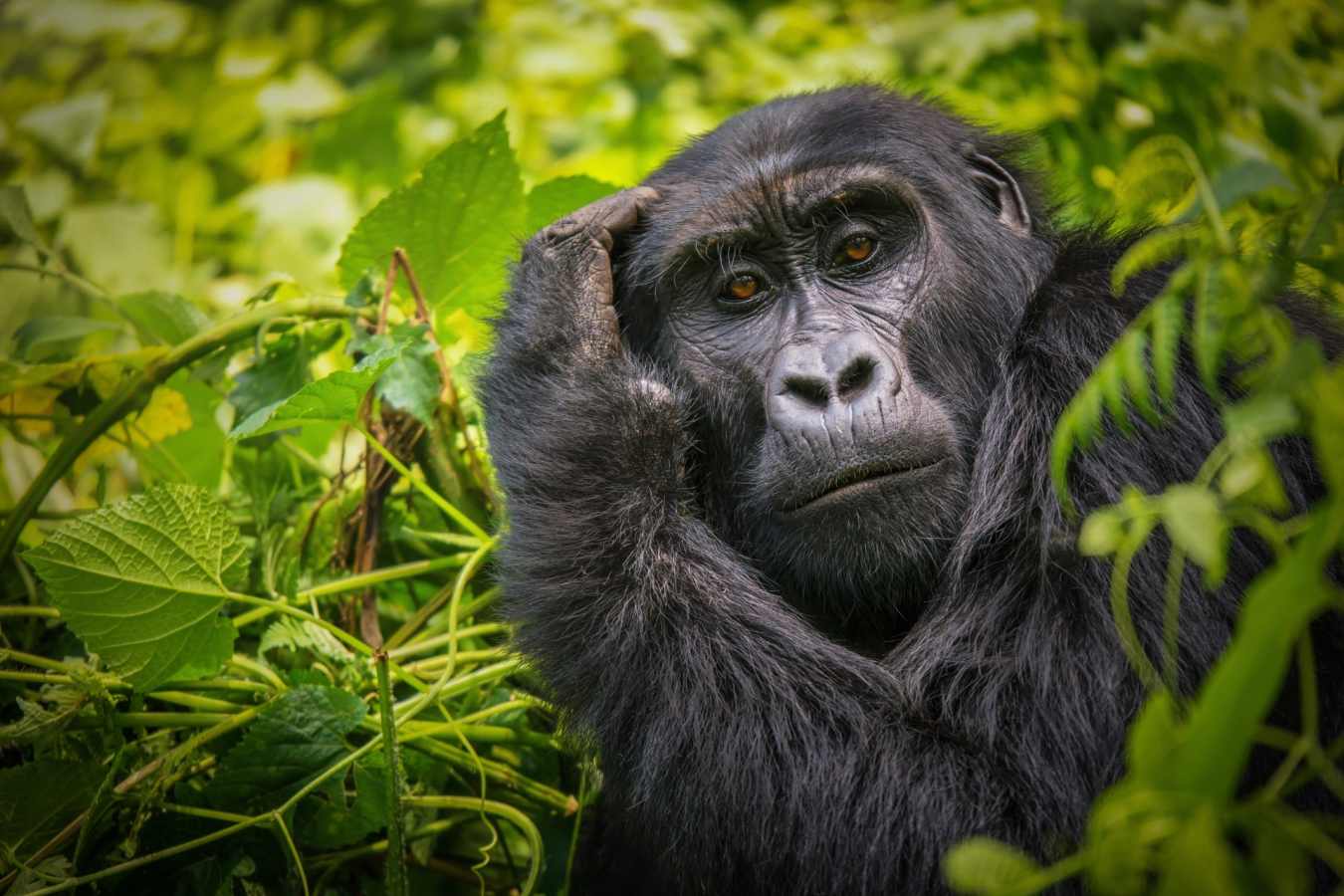 Mountain Gorilla - Highlights of Rwanda