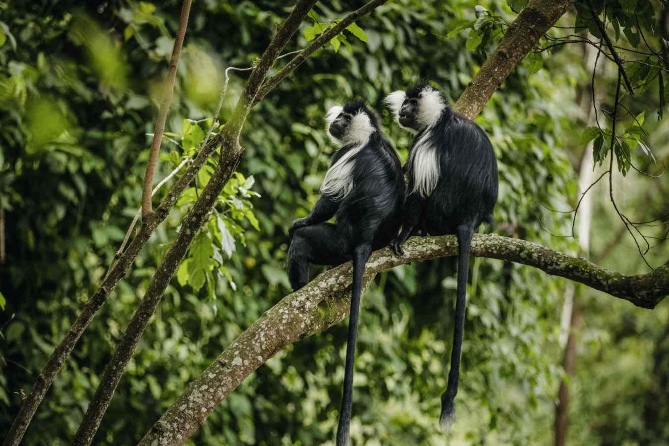Colobus Monkey