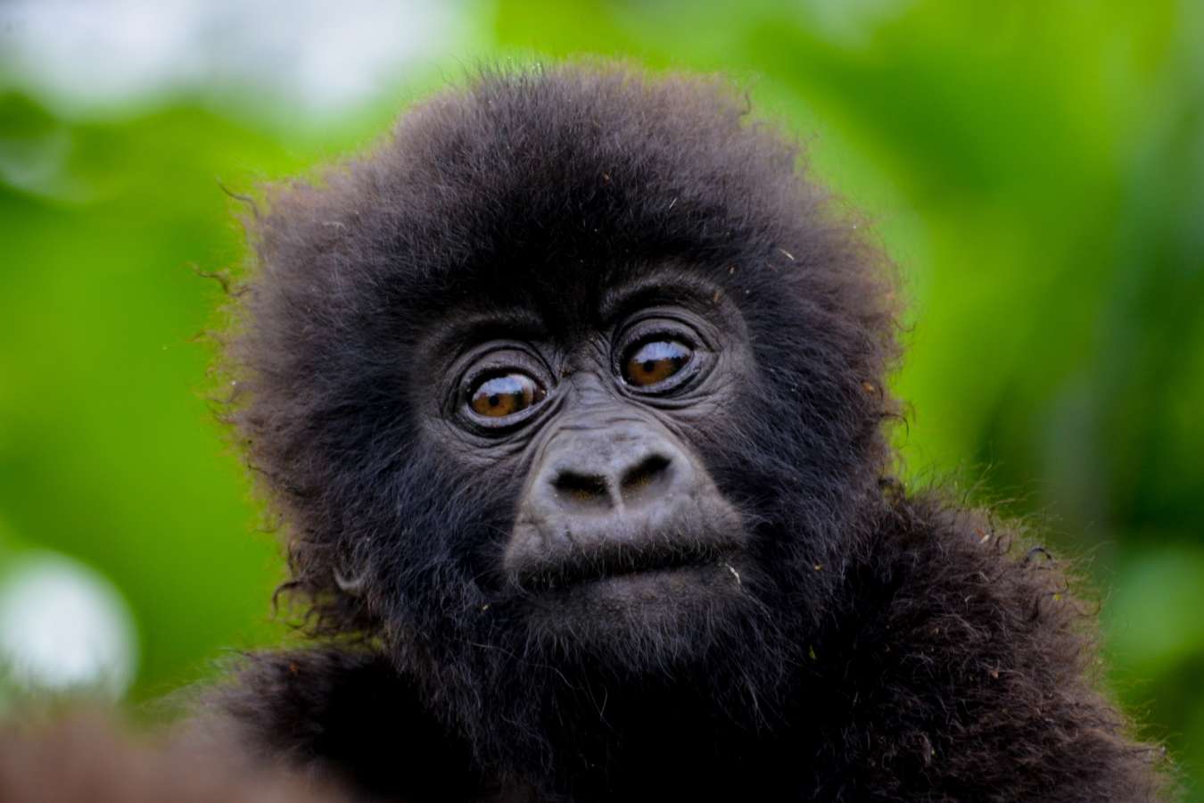 Mountain gorilla baby - Rwanda and Tanzania in Ultimate Luxury