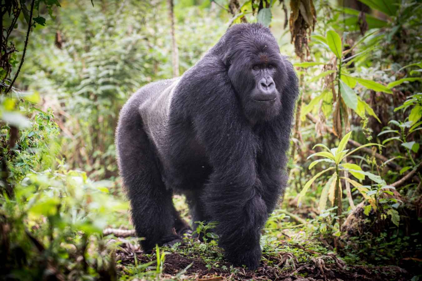 Silverback - Rwanda and Tanzania in Ultimate Luxury