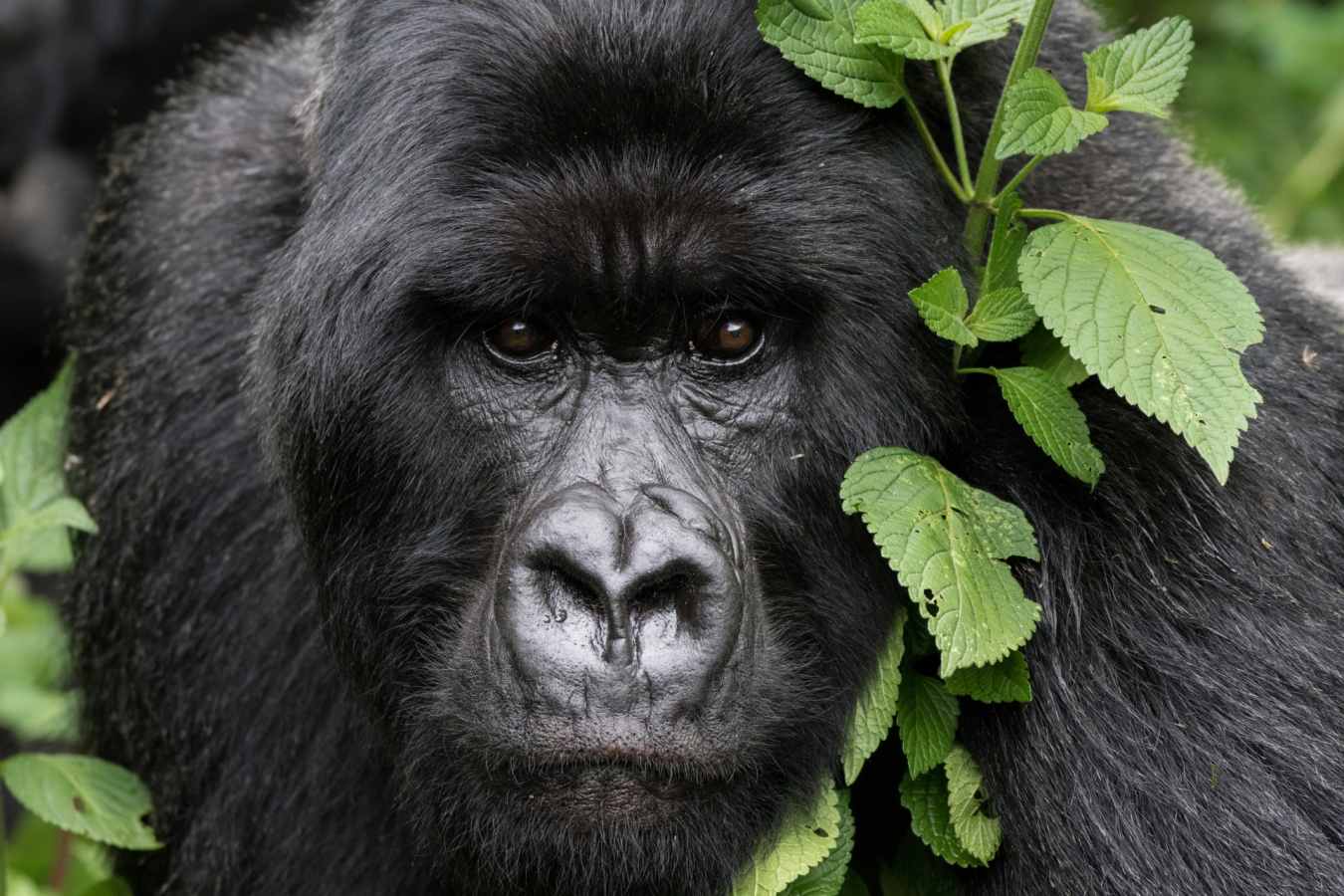 Mountain Gorilla