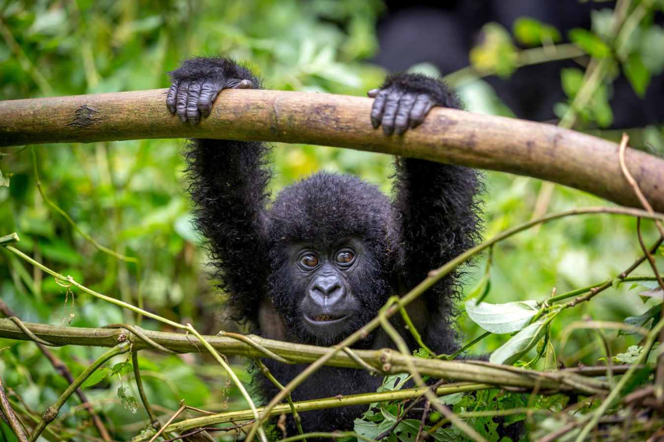 Young gorilla - Primates, Predators and Paradise