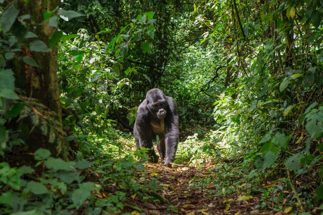 Mountain gorilla  - Primates, Predators and Paradise